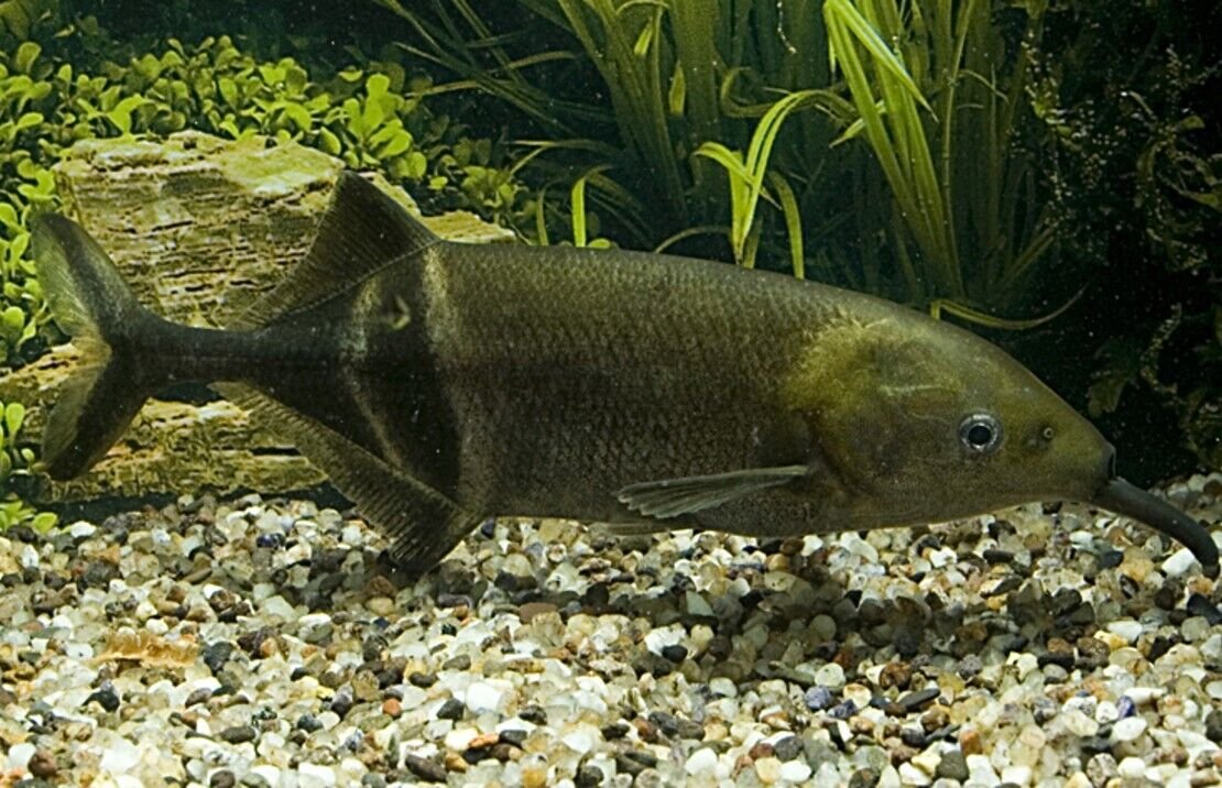 57_9a286e3f-fe7f-42d3-b4c4-1a3d0ca4955b.jpg 6x Black Emperor Tetra Med RARE LIVE TROPICAL FISH Great Fish Awesome Price.