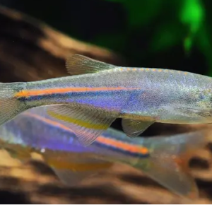 🔥 Super Eruption Discus Fish 3" Healthy Live Angel Fish tropical aquarium