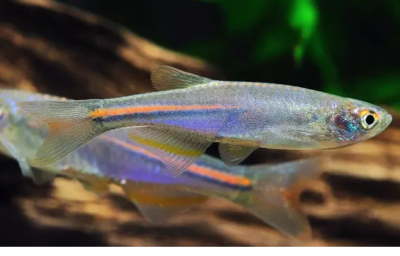 57_9d13c860-4e59-4da9-b0c7-984676967fd2.png π₯ Super Eruption Discus Fish 3" Healthy Live Angel Fish tropical aquarium