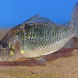 5 Corydora Melanistius Large Healthy bandit corydoras FAST SHIP LIVE FISH
