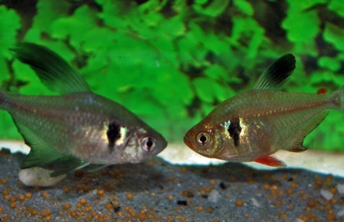 57_9da8d9a9-d5aa-40b0-92d9-6971023ecdb7.jpg 12 Black Convict Cichlid Group Live Fish Unique African Cichlid Species Aquarium