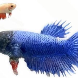 3x Gold Angelfish Unbeatable Pricing and Healthy Live Fish Small Size