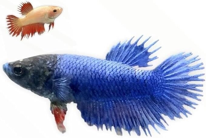57_9ed9c0c5-5f41-47b6-ba56-6ac0f720b716.jpg 3x Gold Angelfish Unbeatable Pricing and Healthy Live Fish Small Size