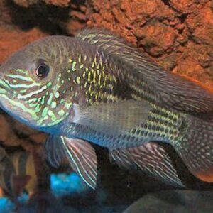 Red Panda Discus Fish 2.5" Size Healthy Live Angel Fish tropical aquarium