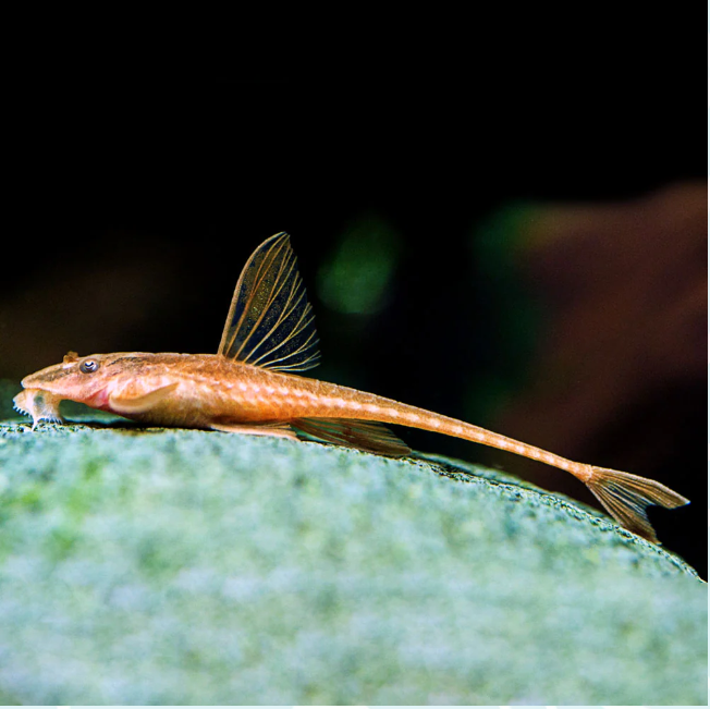 57_9f883e61-f458-45af-bed2-3da10f4eea33.png 🐠 3 MALE Stunning Dwarf Gouramis - Striking Beauty for Your Aquarium!🌹