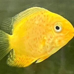 3 Tinfoil Barb Red Tail 2" Live Aquarium Fish Community tank FAST SHIP
