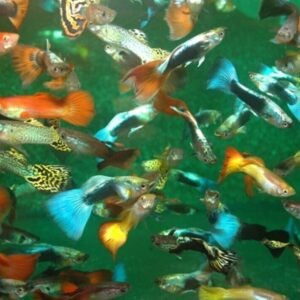 Soldier Catfish Megalodoras Irwini Live Fish Community tank clean up live fish