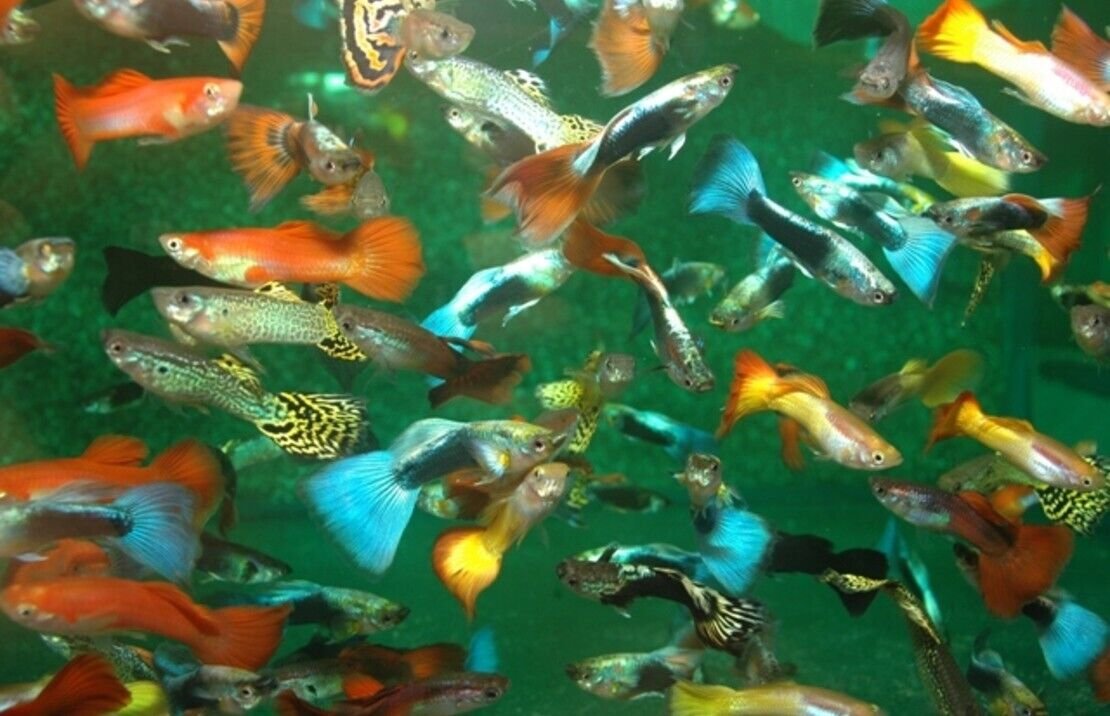57_a3e257f5-05c3-4ff5-935a-4cd518716173.jpg Soldier Catfish Megalodoras Irwini Live Fish Community tank clean up live fish