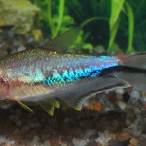 🐟6x Gold White Cloud Danio Elegance Unleashed! 🐟 FAST SHIP LIVE FISH