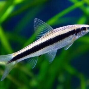 5X Red Tiger Platys - Freshwater Aquarium Platy Fish! New FAST SHIP