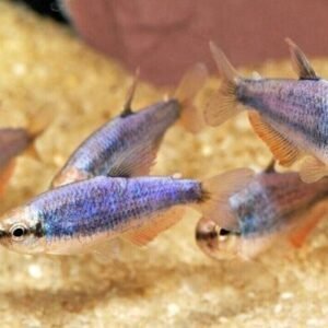 Para Pleco L75 Approx. 3"-4" Live Fish FAST SHIP Pekolita Sabaji