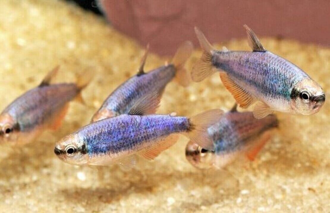 57_a4ed0d10-9b4e-46b2-852b-60a5ec721226.jpg Para Pleco L75 Approx. 3"-4" Live Fish FAST SHIP Pekolita Sabaji