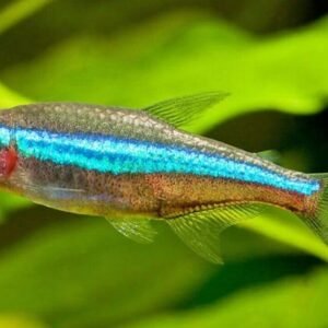 (12 Pack) MALE SNAKESKIN GUPPIES Great quality Live Fish Nice variety mix