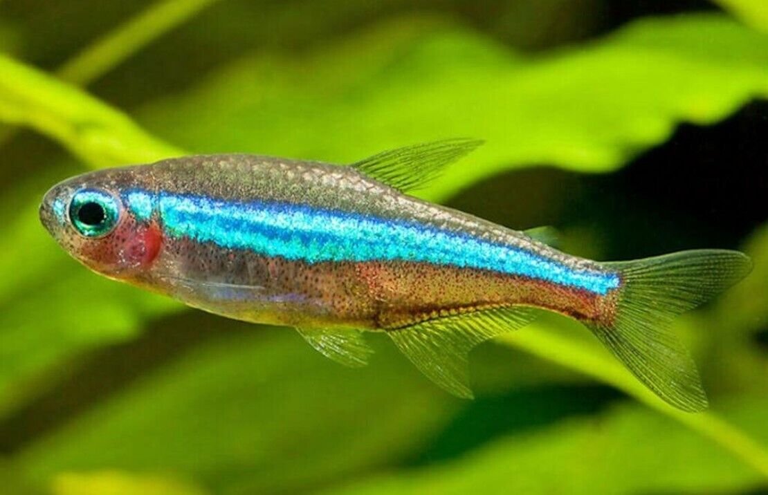 57_a68ea3b2-016a-465f-ac01-30c8993ba40f.jpg (12 Pack) MALE SNAKESKIN GUPPIES Great quality Live Fish Nice variety mix