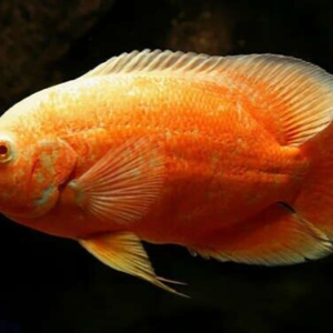 2x Lemon Oscars 1.75" Astronotus Ocellatus Live FAST SHIP