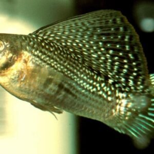 2 Manacapuru Red Back (Red Shoulder) Angel Fish Medium Body Healthy Live Fish