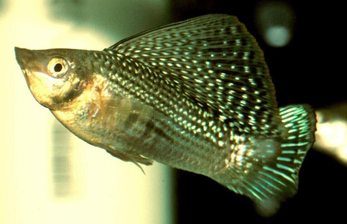 57_a70e1905-cb9b-4351-b426-9c328c514349.jpg 2 Manacapuru Red Back (Red Shoulder) Angel Fish Medium Body Healthy Live Fish