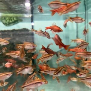 Yellow Blaze Lithobates 4" - 4.5" Males Only Freshwater FAST SHIP
