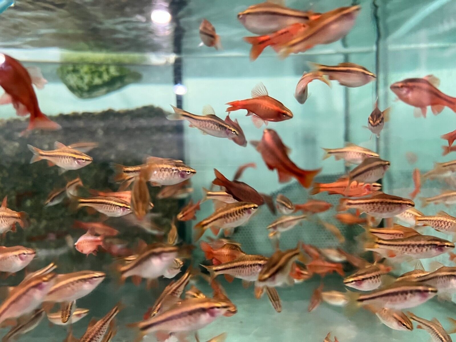 57_a78db6ea-9513-491f-b795-c7ee813fa62d.jpg Yellow Blaze Lithobates 4" - 4.5" Males Only Freshwater FAST SHIP
