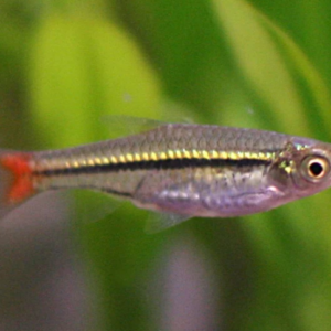 Redfin Black Spot Pleco. Approx. 3" Live Fish FAST SHIP