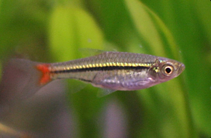 57_a7f459eb-df4f-42af-97e3-2cf7f12ae19a.png Redfin Black Spot Pleco. Approx. 3" Live Fish FAST SHIP