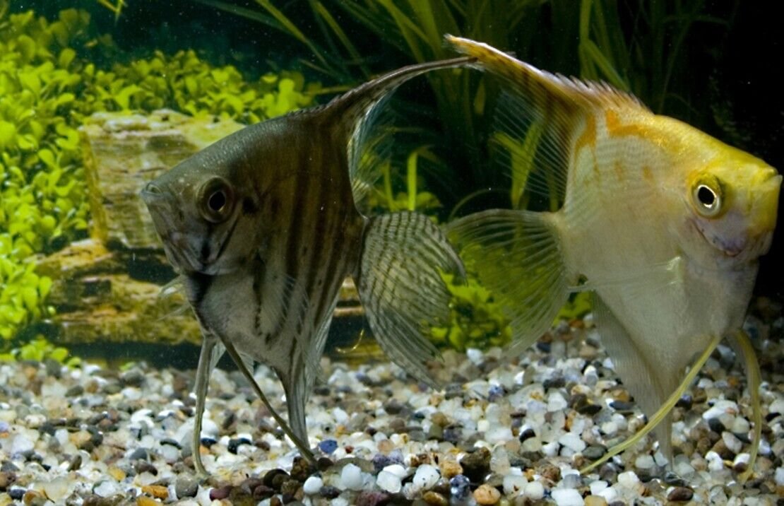 57_a7fe9025-e771-488e-a621-760fc2645971.jpg π 3X Giant Otocinclus Catfish - Nature's Clean-Up Dude! π Live Freshwater Fish