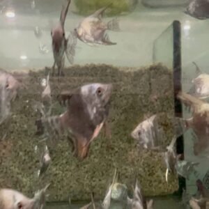 L190 Royal Stripe Pleco Approx. 3" Live Fish Fast Shipping