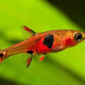 12x Lemon Tetra - Hyphessobrycon pulchripinnis - Live Fish Schooling Aquarium