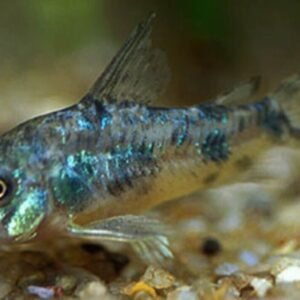 2 PACK Red Neon Blue Eye - Rainbowfish live Fish Pseudomugil Luminatus Aquarium