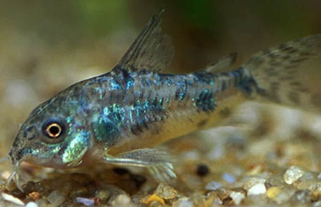57_ab06c39a-642b-4fc1-b9af-9ee1e01d88f1.jpg 2 PACK Red Neon Blue Eye - Rainbowfish live Fish Pseudomugil Luminatus Aquarium