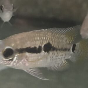 6-Pack Harlequin Rasbora Vibrant Live Fish: Colorful Community FAST SHIP