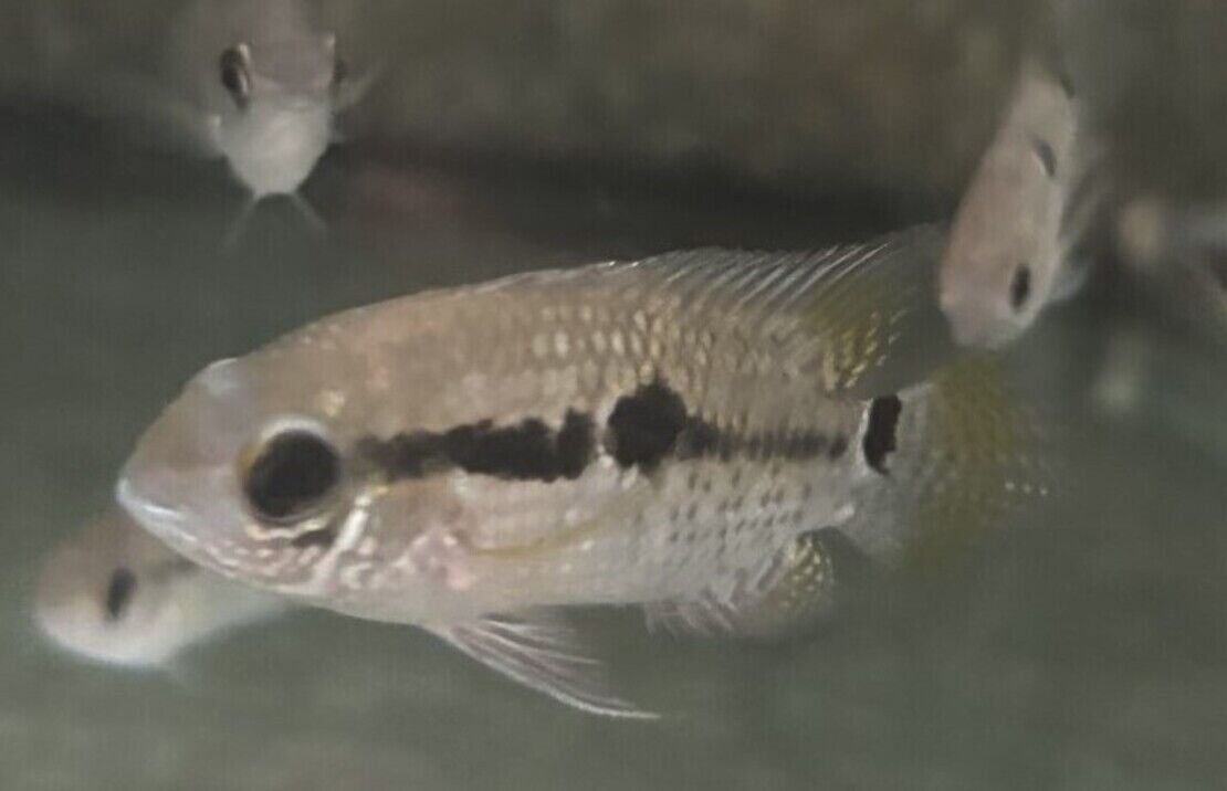 57_ab456dc9-551e-4890-a9b9-44c62ac71452.jpg 6-Pack Harlequin Rasbora Vibrant Live Fish: Colorful Community FAST SHIP