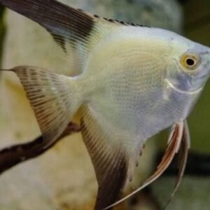 L191 Broken Stripe Royal Plec. L191 - 2.5" - 3" Live Fish Healthy Plecos Stunner
