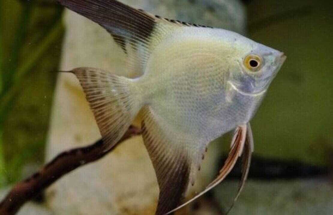 57_ade9c95c-3b27-4cf5-b82f-f695d66ad37c.jpg L191 Broken Stripe Royal Plec. L191 - 2.5" - 3" Live Fish Healthy Plecos Stunner