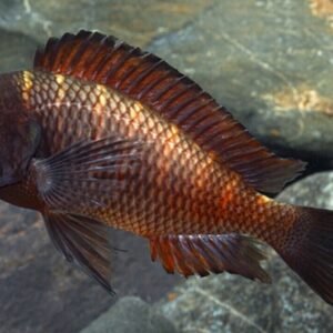 12x El Tigre Endler Guppy MALES - Fiery Fun in Bright colors! 🌿 Live Fish