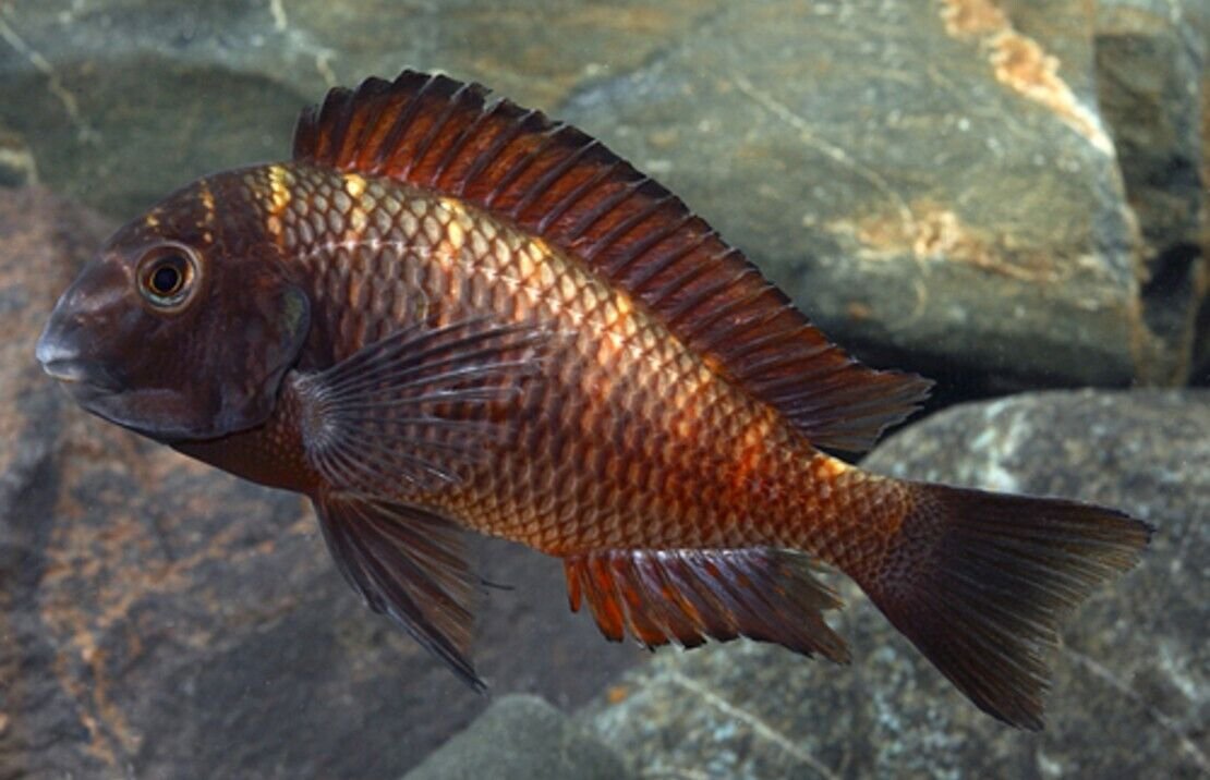 57_ae451213-1480-455a-b8fc-8aebbc90deaa.jpg 12x El Tigre Endler Guppy MALES - Fiery Fun in Bright colors! 🌿 Live Fish