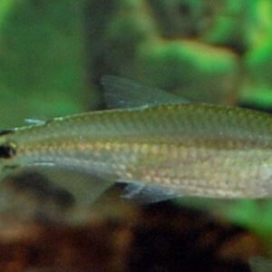 Apistogramma Mendezi Santa Isabel PAIR- Dwarf Cichlids! Healthy Live Fish