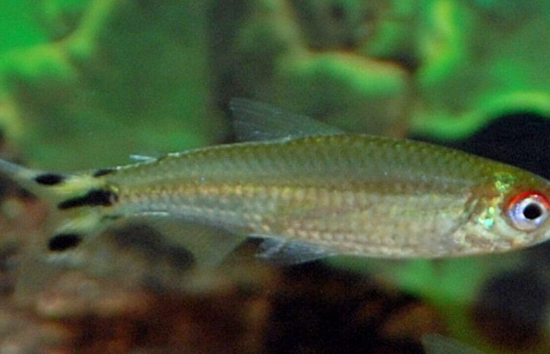 57_aec6ef77-8c3f-4f0d-9e8f-b7bec9f460dc.jpg Apistogramma Mendezi Santa Isabel PAIR- Dwarf Cichlids! Healthy Live Fish