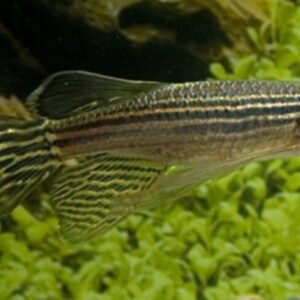 2x Masked Julidochromis 2" Live Fish Julidochromis Transcriptus FAST SHIP