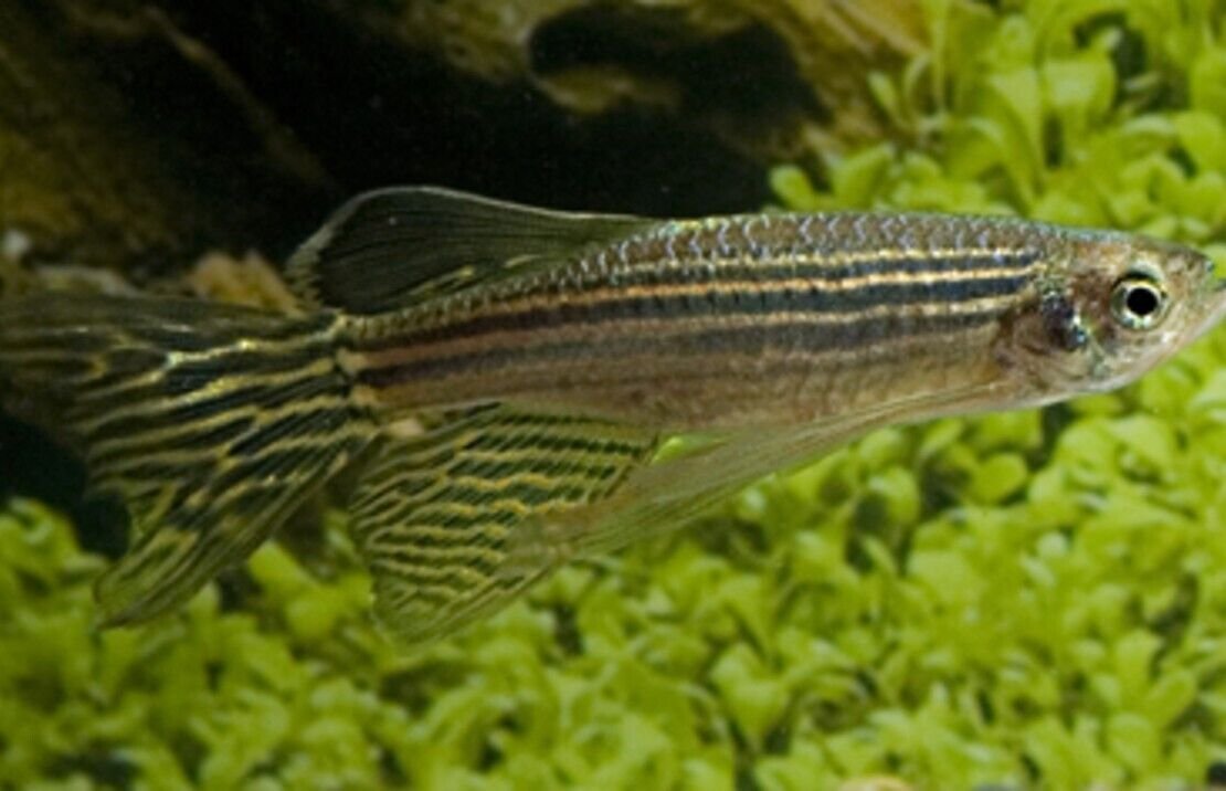 57_aed8773b-84d1-4d65-83ae-4739c9542764.jpg 2x Masked Julidochromis 2" Live Fish Julidochromis Transcriptus FAST SHIP