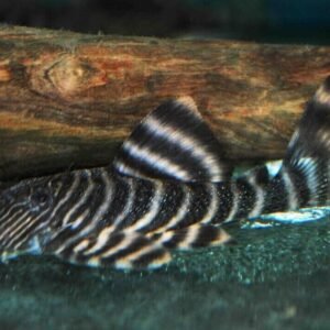 CLOWN BARB 3 Pack Live Fish Active Healthy Aquarium Fish Fast Shipping