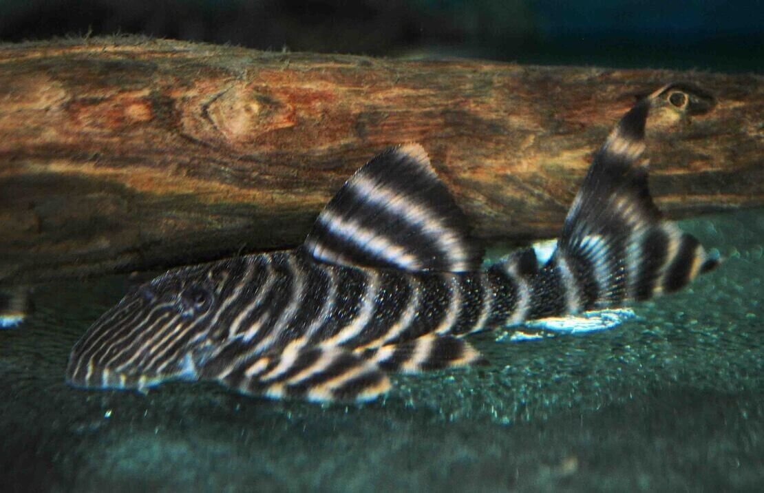 57_aef8f36d-9240-4c4e-a2b7-29fbad593bb9.jpg CLOWN BARB 3 Pack Live Fish Active Healthy Aquarium Fish Fast Shipping