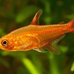 Albino Cory (6 PACK)- Albino Corydora Catfish - Live Fish (SM) Aquarium Fish