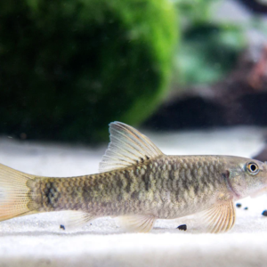 ⚡ 3 pack - Zebra Loach - Botia Striata Freshwater Live Fish FAST SHIP