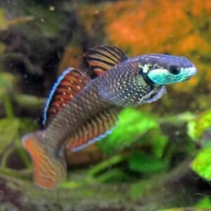 3, 6 or 12 Brick Red Swordtail Fish Mixed Colors & Genders Live Healthy Fish