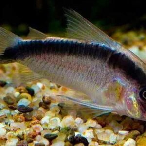 🐟2x Otocinclus Zebra Catfish 1.5" - 2" - Nature's Clean-Up Crew! Live Fish