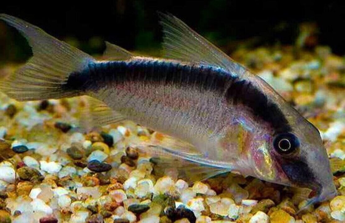 57_aff2839f-aefe-4928-be54-67edf50d50ab.jpg π2x Otocinclus Zebra Catfish 1.5" - 2" - Nature's Clean-Up Crew! Live Fish