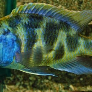 Brazil Scalare Wild Caught Angel Fish Large Body Healthy Live Fish