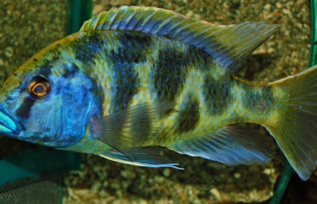 57_b0b2ba61-dfd8-498b-aea9-44ca9d7a9276.jpg Brazil Scalare Wild Caught Angel Fish Large Body Healthy Live Fish