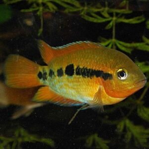 1 PAIR Apistogramma steindachneri Live Fish Tropical Aquarium Fish Beautiful